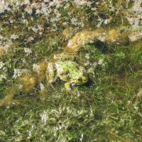 Marsh Frog